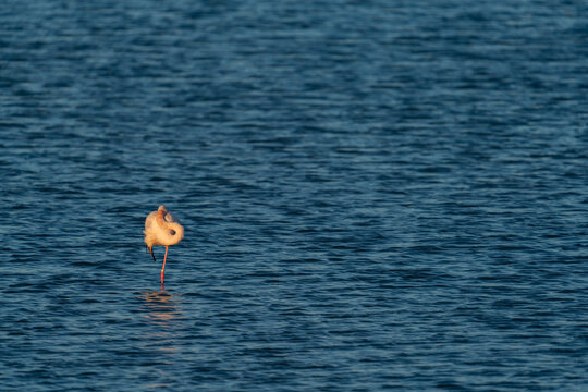 Solitary flamingo sleeping on one leg at dusk