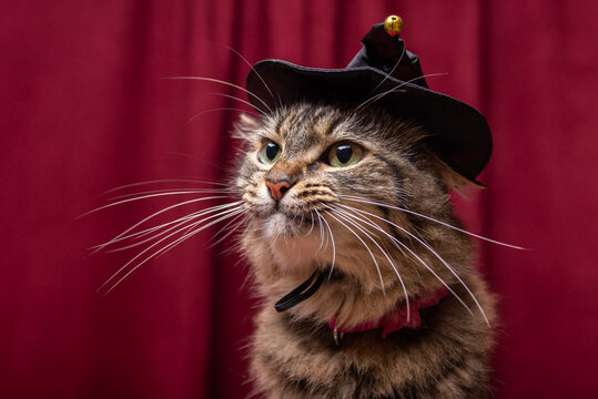 Cute Tabby Cat Wearing a Festive Witch Hat for Halloween