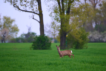 Cute roe deer in a farm field, Bratislava, Slovakia © Tom