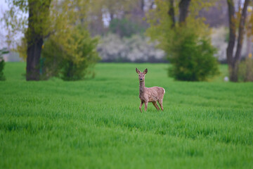 Cute roe deer in a farm field, Bratislava, Slovakia © Tom