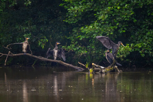 Four great cormorants spreading wings to dry feathers on fallen log in lake near forest shore on overcast day