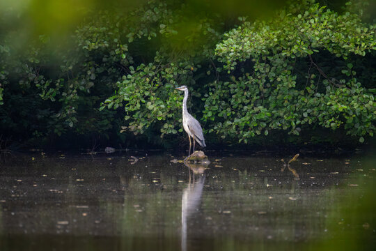 Juvenile grey heron standing on small stone in lake water against green foliage background on overcast day