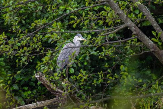 Grey heron perched on fallen tree branch viewed through green leaves in forest
