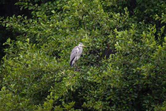 Grey heron perched on tree branch among dense green leaves in canopy