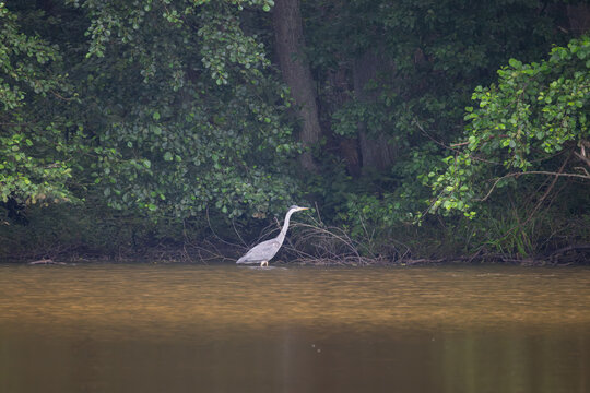 Juvenile grey heron standing in shallow water at forested river bank on overcast day