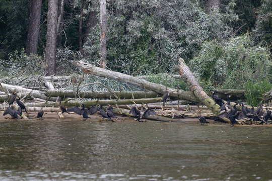 Group of great cormorants perched on fallen logs at lagoon shore in nesting colony with guano white coating on dead trees