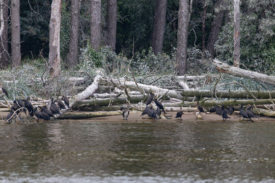 Group of great cormorants perched on fallen logs at lagoon shore in nesting colony with guano white coating on dead trees
