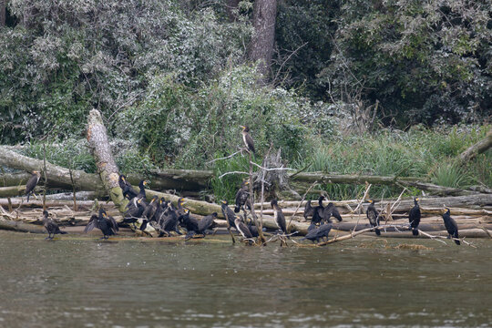 Group of great cormorants perched on fallen logs at lagoon shore in nesting colony with guano white coating on dead trees
