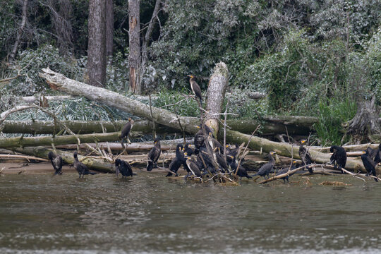 Group of great cormorants perched on fallen logs at lagoon shore in nesting colony with guano white coating on dead trees