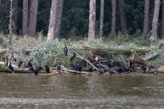 Group of great cormorants perched on fallen logs at lagoon shore in nesting colony with guano white coating on dead trees