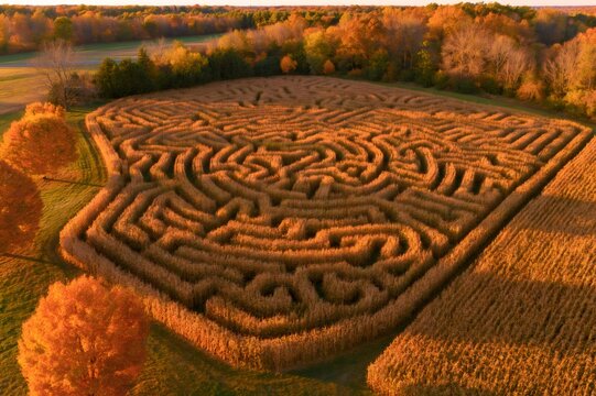 Corn maze creating brain shape pattern in autumn field