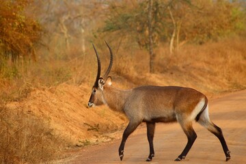 Antilope qui traverse la route © Jacques