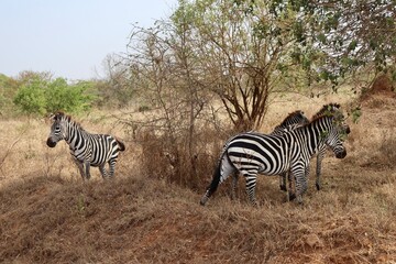 Zèbres dans la savane  © Jacques