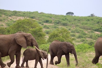 Eléphant qui marche en troupeaux © Jacques