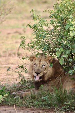 Lion qui tire la langue 