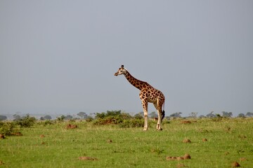 Girafe dans la savane © Jacques