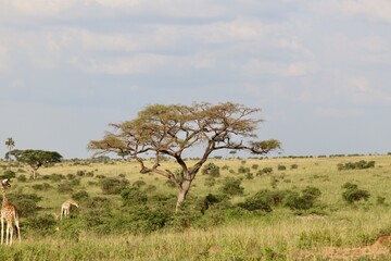 Acacia dans la savane  © Jacques