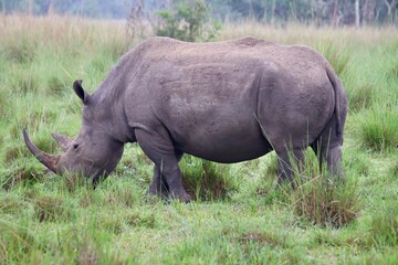 Rhinoceros  © Jacques