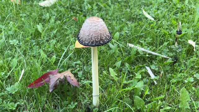 Scaly cap with black edge of the shaggy ink cap slightly wobbles on the wind