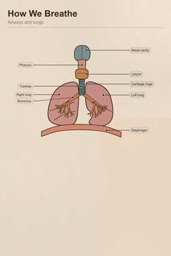 Diagramm Des Atmungssystems f&uuml;r den Unterricht - Ern&auml;hrung