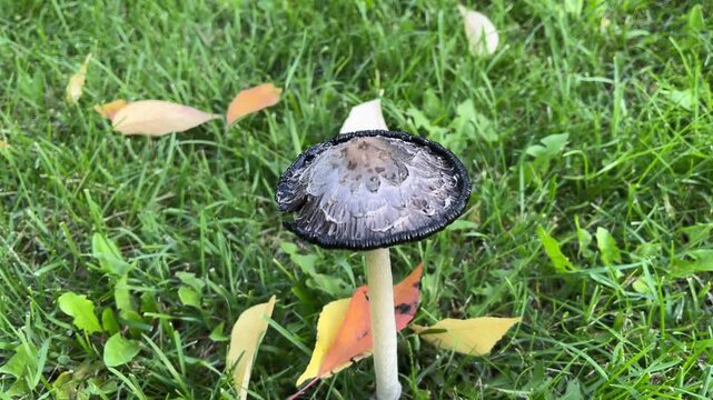 Coprinus comatus with inky cap