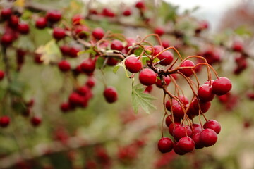  Ripe red hawthorn berries hanging on a thorny branch in autumn. © Serhat