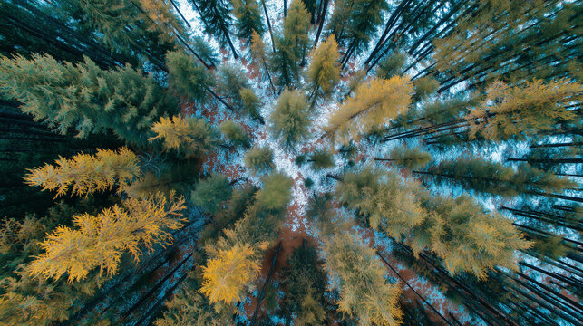 Looking Up Through Tall Autumn Forest Trees with Golden Foliage