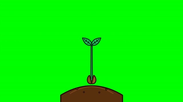 Minimalist 2D animation showing a seed sprouting from soil into a green plant. Simple brown earth tones on a chroma key background. Perfect for sustainability educational videos.
