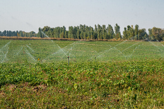 A vast agricultural field is watered by an efficient irrigation system under a clear sky. The sprinklers distribute water evenly across the green crops, promoting healthy growth.