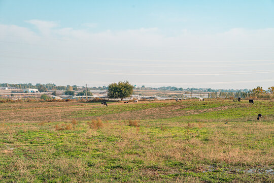 A tranquil rural landscape features cows grazing peacefully in a grassy field, with industrial buildings visible in the background. The scene blends pastoral charm with hints of urban development.