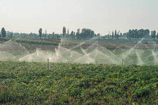 A series of irrigation sprinklers are actively watering a vast green field, creating a misty environment. The sprinklers ensure even water distribution across the crops, promoting healthy growth.