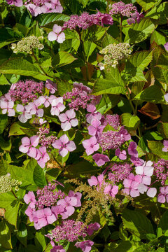 Pretty pink macrophylla hydrangea blossoms in full bloom surrounded by rich green foliage in a sunny garden field, macro view showcasing delicate petals and floral clusters