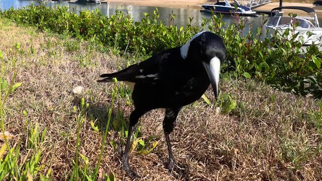 Australian Magpie Foraging for Food on Grassy Bank