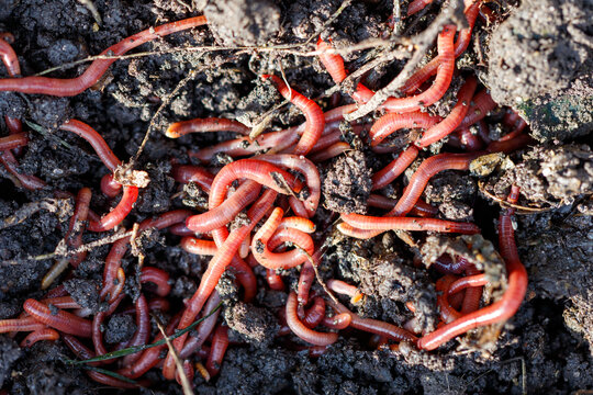 Red worms wriggle in rich, dark soil