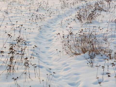 Snow blankets dry grasses in quiet winter field