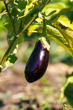 Single dark purple eggplant hangs from vine