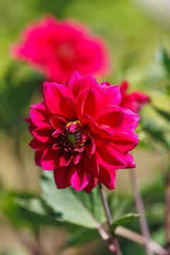 Vibrant pink dahlia blooms in soft focus garden setting