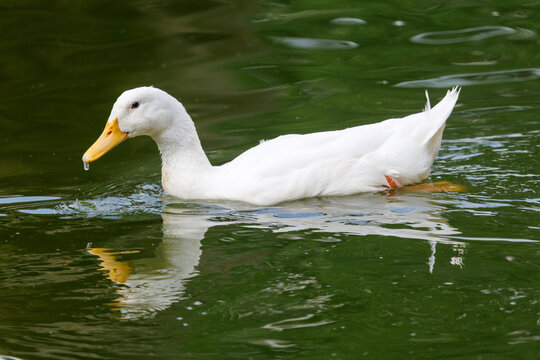 White duck glides gently through calm green water