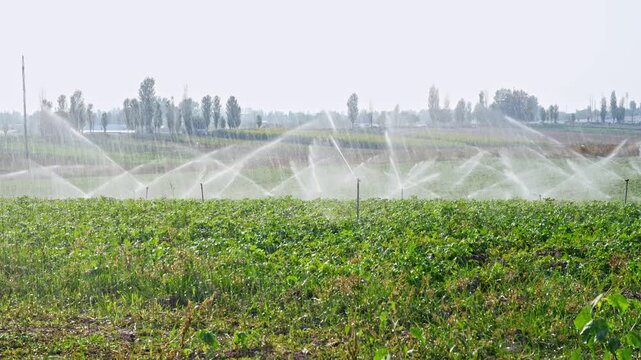 Water sprinklers spraying jets over a green agricultural crop field during a sunny day. A static wide shot showcasing modern farm irrigation, water management, and rural crop cultivation.