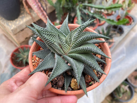 Close up of a spiky Haworthia succulent growing in a small terracotta pot, displaying textured pointed leaves and ornamental foliage for gardening and plant collection concepts.