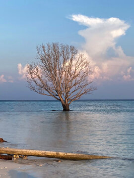 A solitary leafless tree stands in shallow seawater along a tropical beach beneath a cloudy sky, creating a peaceful coastal landscape with a striking natural silhouette.