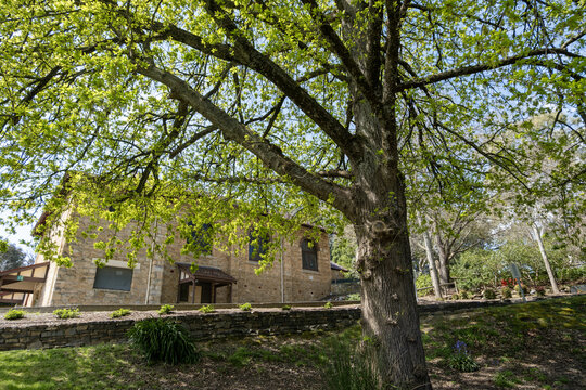 Historic Bridgewater Hall, a locally heritage-listed stone building that began as the Bridgewater Institute in 1913, framed by a mature tree in the Adelaide Hills, South Australia,