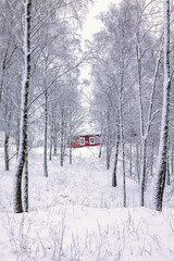 Idyllic red house in a snowy birch grove in winter © Lars Johansson