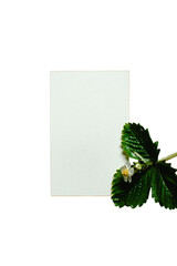 Blank vertical paper card mockup decorated with fresh green strawberry leaves isolated on white © Meilan Photography