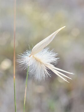 Close up of Lygeum spartum esparto grass seed head with soft bokeh background