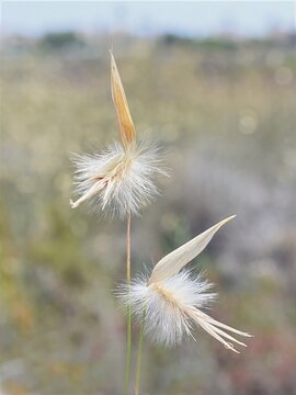 Close up of Lygeum spartum esparto grass seed head with soft bokeh background
