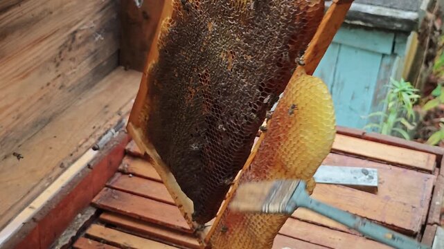 A beekeeper carefully sweeps bees off a wooden honeycomb frame using a soft bee brush during hive maintenance and honey harvesting in a countryside wooden apiary on a summer day.