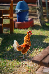 Golden Brown Rooster Crowing Outdoors on Farm. Bright rooster with red comb and white tail Crowing on grassy ground in sunny outdoor farmyard setting with blurred background © svetlanais
