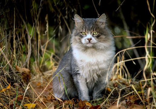 Fluffy gray and white cat sitting outdoors in dry autumn grass and leaves