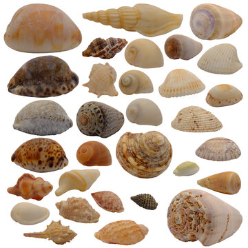 Collection of various marine sea shells isolated on transparent background. Diverse group of tropical seashell species, cowries, cone shells, and ocean snail shells set.
